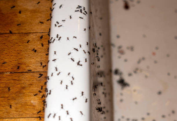 Best Pest Control Treatment  in Canyon Creek, WA