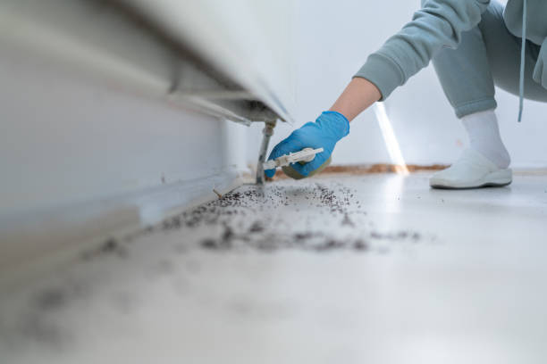 Professional Pest Control in Canyon Creek, WA